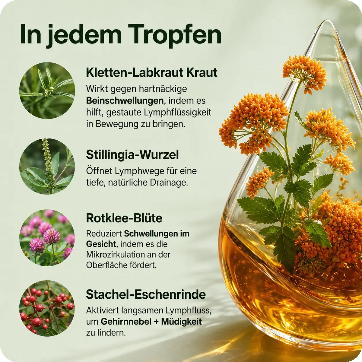 Leichtkraut - Lymphdrainage